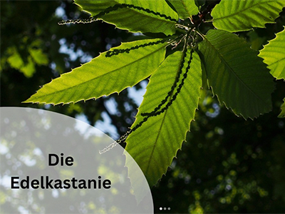https://www.instagram.com/zukunftsbaum_sachsen/